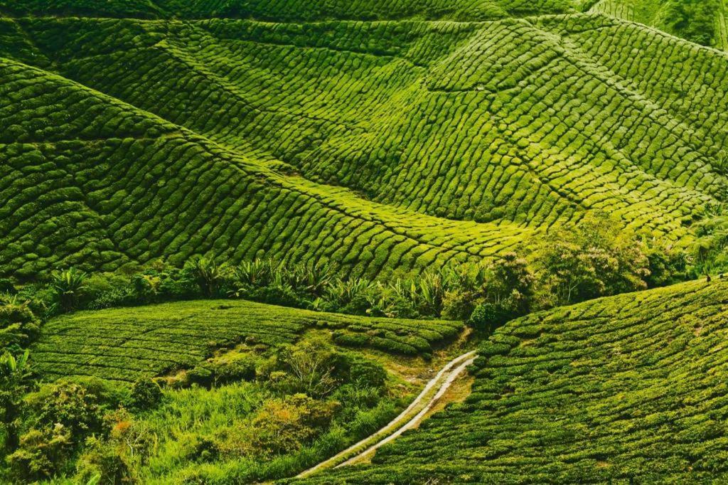Camlodge Budget Hotel Cameron Highlands Zewnętrze zdjęcie